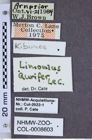 Etiketten zu Limonius aurifer (NHMW-ZOO-COL-0008603)